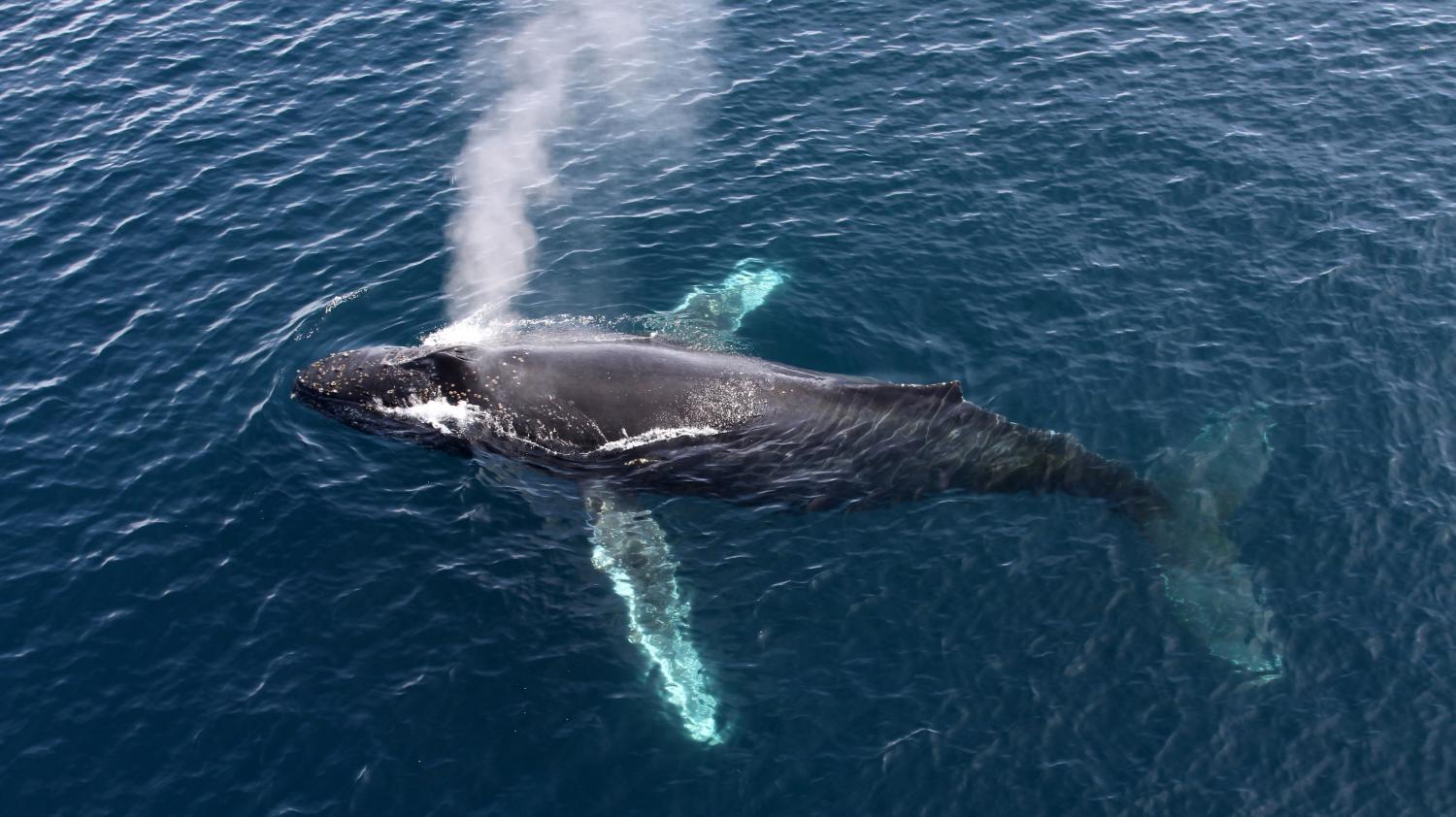 Observation des baleines à bosse à Bekodoy